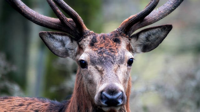 'Sheer number of deer has gotten out of control' - TD