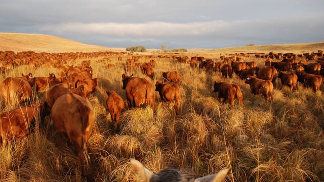 US cattle numbers down 3% on last year's levels