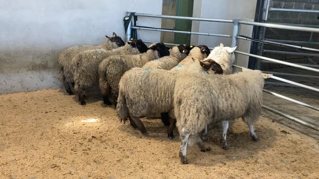 Sheep kill: Throughput increases a further 7,000 head