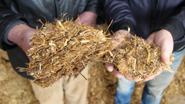 Alkaline crop forages for dairy and beef sectors 