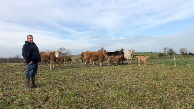 Beef Focus: Sucklers, tillage and west of Ireland weanlings in Louth