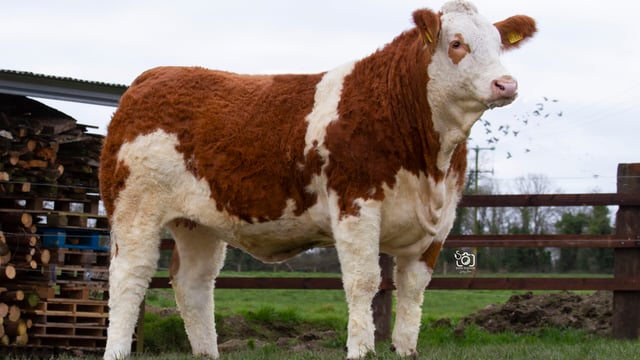 Clonagh Herd to host special sale of heifers, bulls and embryos
