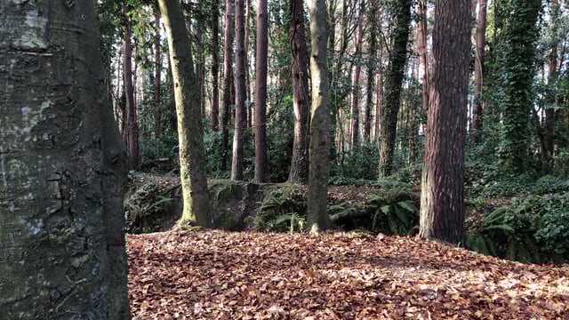 Government urged to establish new forestry fund