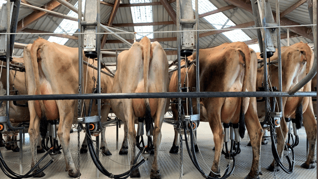 Fonterra to 'compensate' cyclone-hit farmers