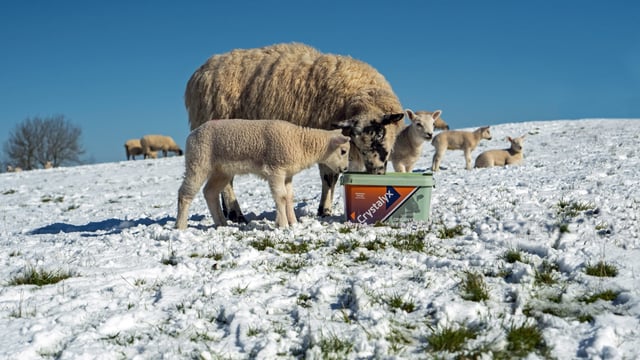 Demand for organic sheep feed buckets grows