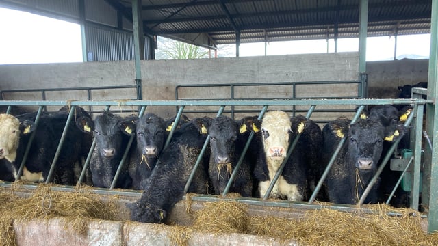 ABP Demo Farm: 2022-born cattle gaining 1kg/day over winter
