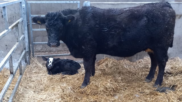 CAFRE tips to ensure a healthy calving season