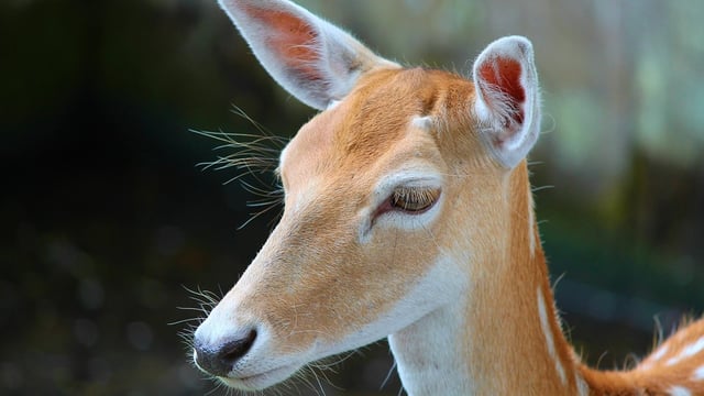 Kerry TD calls for 'extensive cull' of Sika deer