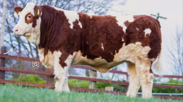 Monaghan herd buys top-priced heifer at Clonagh sale