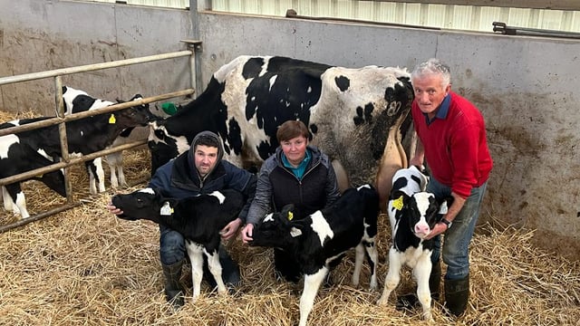 West Kerry cow delivers her fourteenth calf in eight years