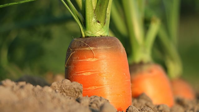 Increasing farm gate value of horticulture 'increasingly unrealistic'