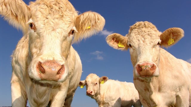 Agriculture accounts for 14% of GHG emissions in EU