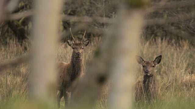 Heydon: 'Sika deer not currently classed as invasive species'