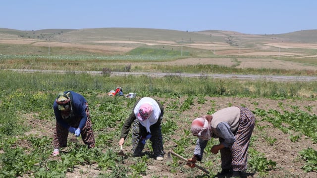 Food system has suffered 'unprecedented shock' global institutions warn
