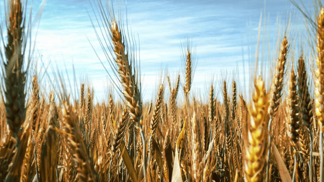 Youth 'fundamental' to combat climate change and food insecurity