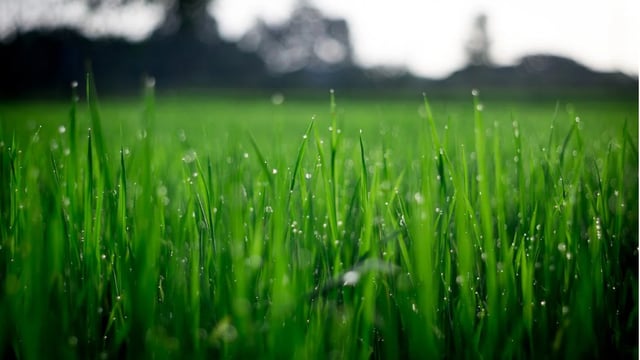 Grass growth tells a tale of two halves this week