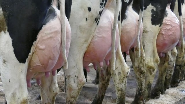 Greenlawn herd to offer first Parfect-sired heifer at auction in Ireland