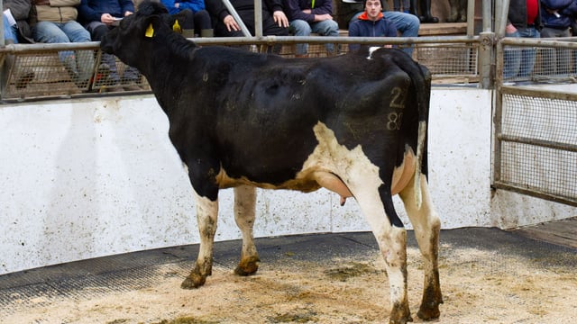 Ashberry herd auction brings top price of €3,850