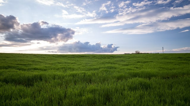 Sufficient biomass feedstocks  'crucial' for bioeconomy development