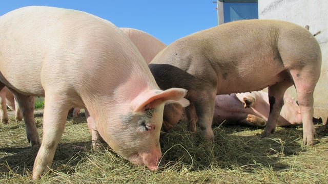 Controversy as runners compete for pork prize in Brittany race