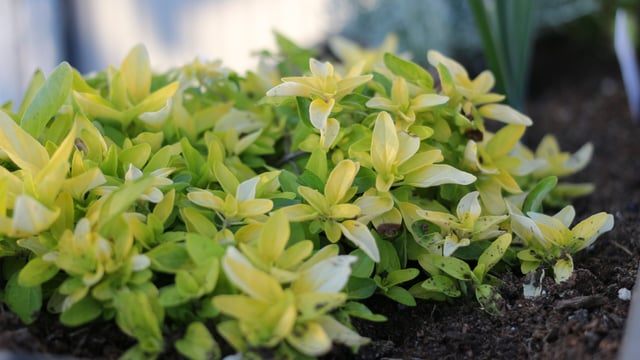 Fair marks start of hardy nursery stock trading season