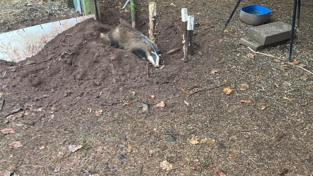USPCA 'appalled' after badger caught in snare in Tyrone