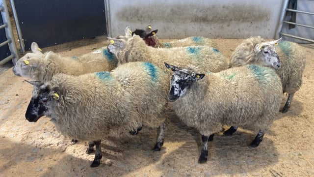 Sheep trade: Hogget prices steady overall