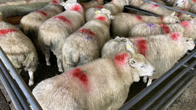Sheep trade update: Trade steady to weaker in cases