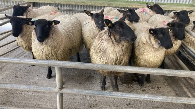 Hogget prices €16/head less than this time last year