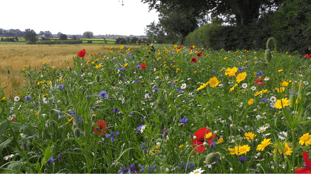 DAERA and CAFRE offer biodiversity trip to Cotswolds farming cluster