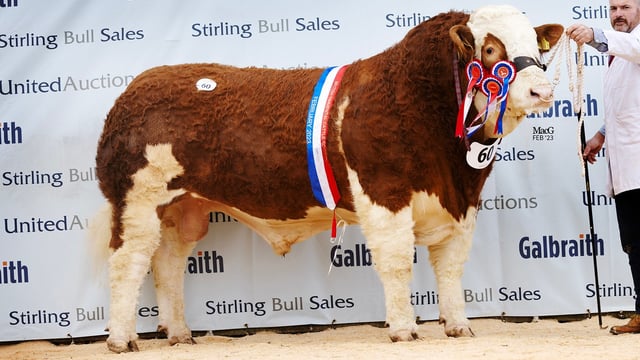 NI-bred Simmental tops Stirling sale at 28,000gns