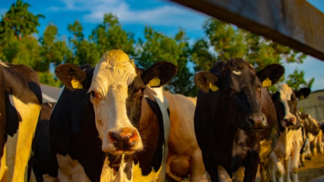Tipperary farm turns cows' milk into liquid-whey drinks