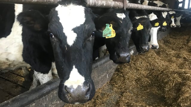 P-grade cows propping up weekly factory kill numbers