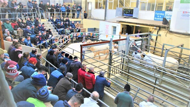 Ulster breeders take top prices at Tullamore Charolais bull sale