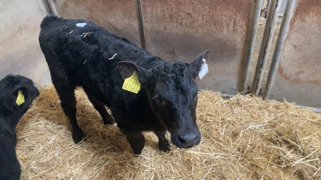 Farmer-type calves a good trade at Enniscorthy Mart