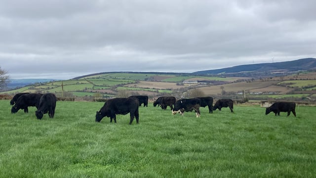 ABP Demo Farm: Calves arrive and cattle grazing continues