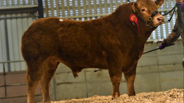 Longwood bull hits €8,000 at Limousin society's Elphin sale