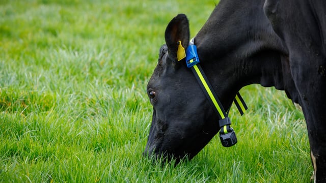 New March Animal Health Series to be launched