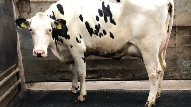 Strong trade at Waterford Ross Mart dairy sale