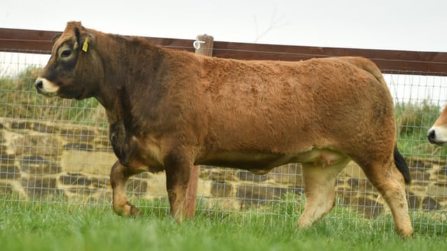 Champion Aubrac cattle to feature in online production sale