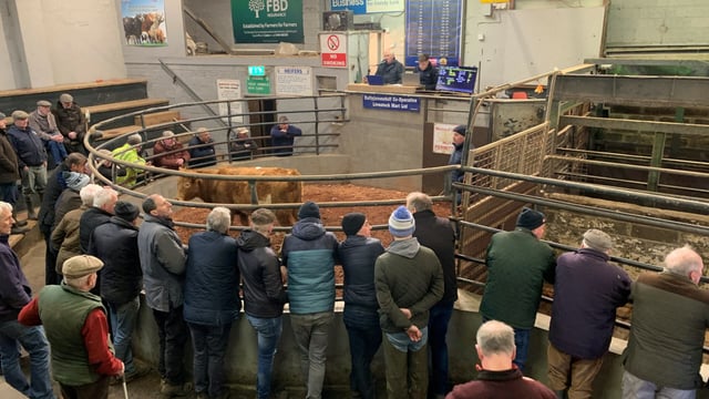 Mart report: Lively store heifer trade in Ballyjamesduff