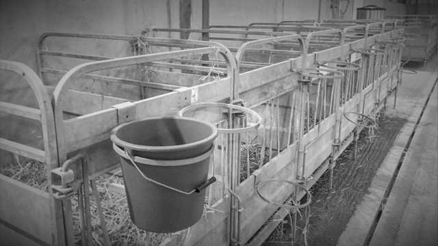 DAFM issues statement on video of Irish calves in French lairage