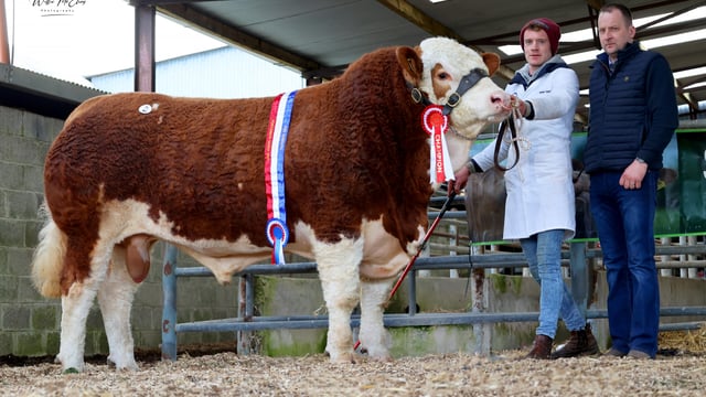 Scottish buyers drive trade at Roscommon Simmental sale