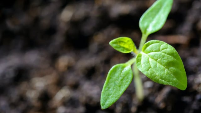 Origin Enterprises acquires UK online gardening supplier