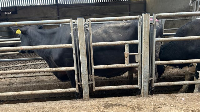 Time to completed a BCS assessment of your cows