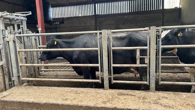 Breeding season: The importance of monitoring submission rates