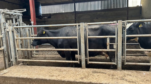 The importance of carrying out vaccinations ahead of breeding