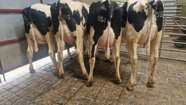 Top price of €3,250 at Donegal Friesian Breeders show and sale