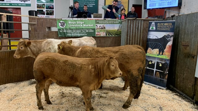 Photos: Scheme-eligible suckler stock at Ballina breeding event