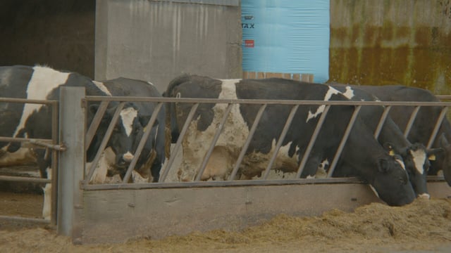 Breeding Series 2023: Long-term development, not short-term gains